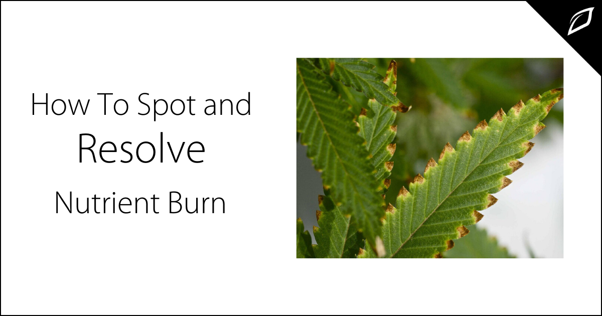 How To Spot And Resolve Nutrient Burn Growlink